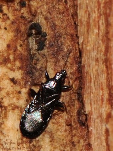 Dufouriellus ater