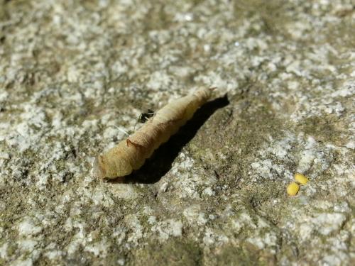 Watsonalla sp.