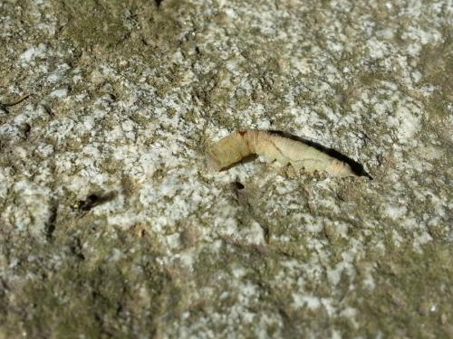 Watsonalla sp.