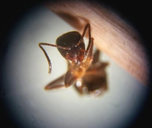 Lasius emarginatus
