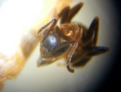 Lasius emarginatus