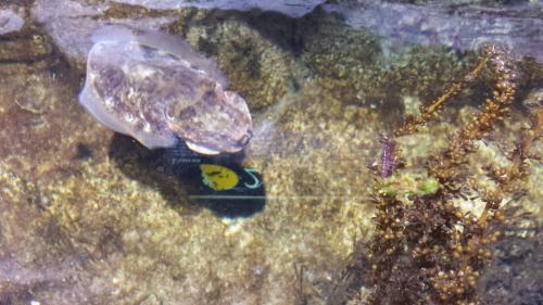 Stenosoma lancifer
