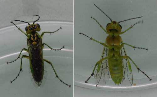 Réf. 160 886 : Rhogogaster scalaris