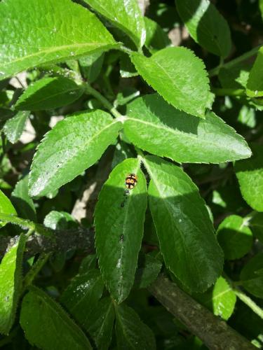 Adalia decempunctata