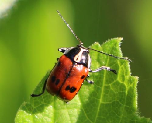 Réf. 160 985 : Cryptocephalus octopunctatus