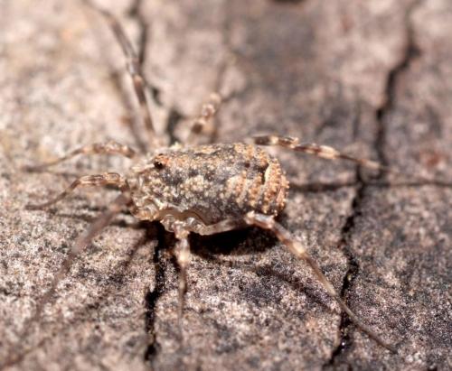 Odiellus sp.