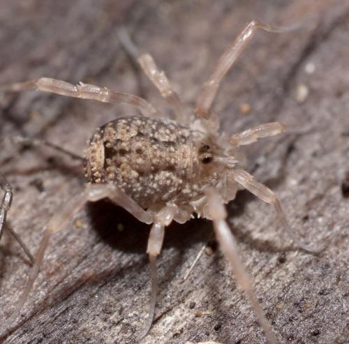 Odiellus sp.
