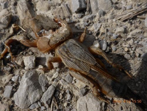 Réf. 160 161 : Gryllotalpa septemdecimchromosomica