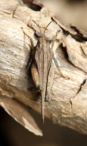 Réf. 160 153 : Tetrix bolivari