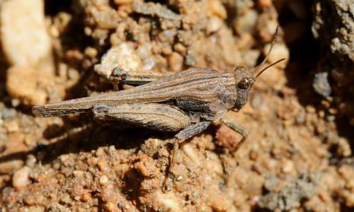 Réf. 160 154 : Tetrix bolivari