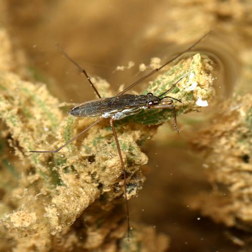Gerris lacustris