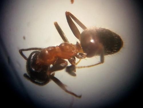 Lasius emarginatus