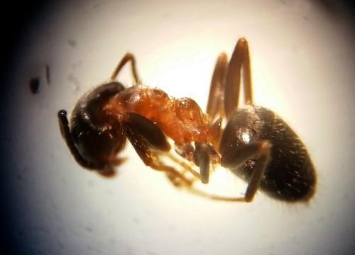 Lasius emarginatus