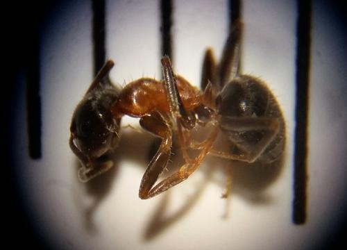 Lasius emarginatus