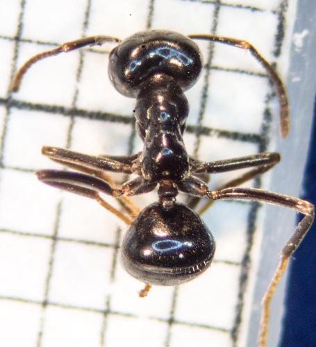Lasius fuliginosus