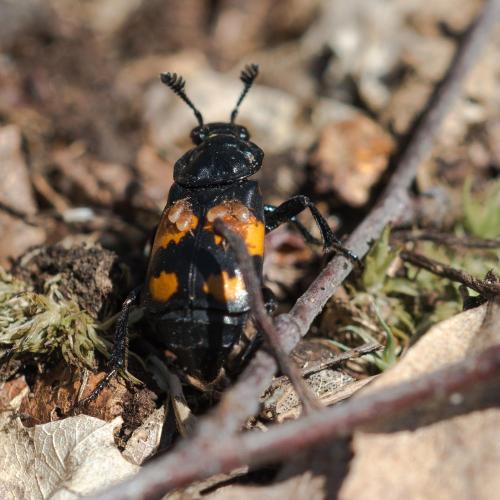 Réf. 160 473 : Nicrophorus vespilloides