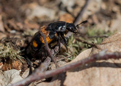 Réf. 160 474 : Nicrophorus vespilloides