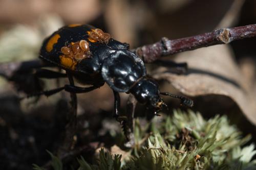 Réf. 160 475 : Nicrophorus vespilloides