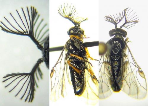 Réf. 160 663 : Monoctenus sp.
