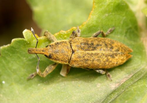 Lixus bidens