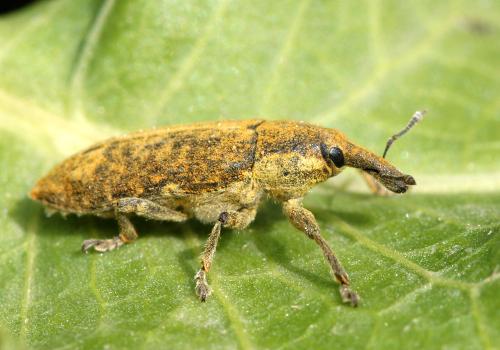 Lixus bidens