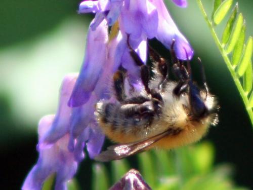 Bombus pascuorum