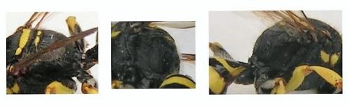 Réf. 160 575 : Ectemnius cephalotes