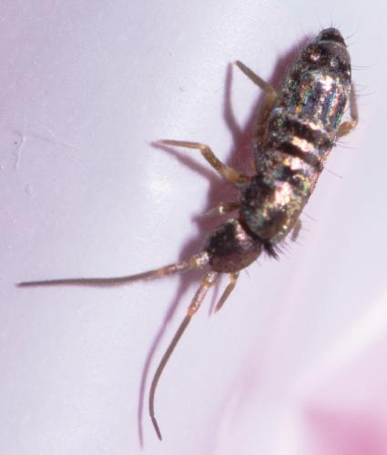 Tomocerus vulgaris