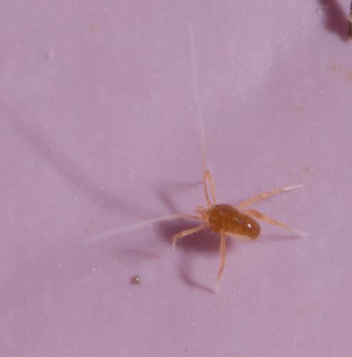 Réf. 160 840 : Linopodes sp.