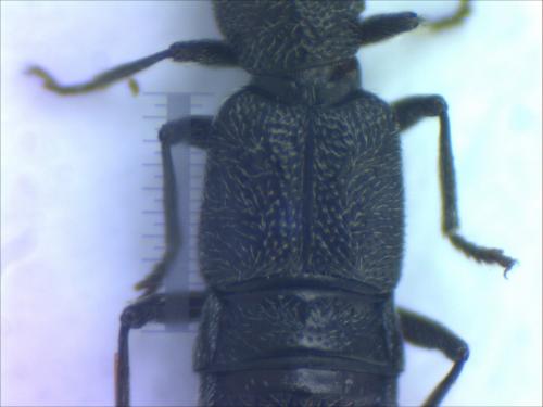 Stenus sp.