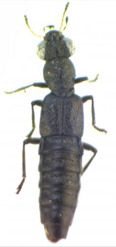 Stenus sp.