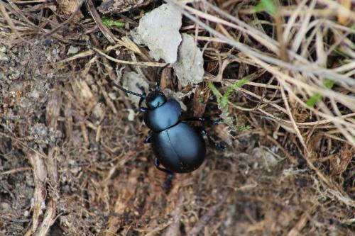 Timarcha tenebricosa