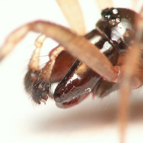 Enoplognatha mandibularis