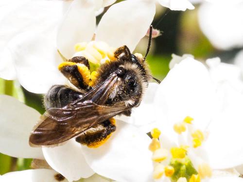 Réf. 160 847 : Andrena morio