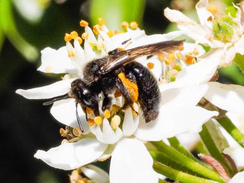 Réf. 160 851 : Andrena morio