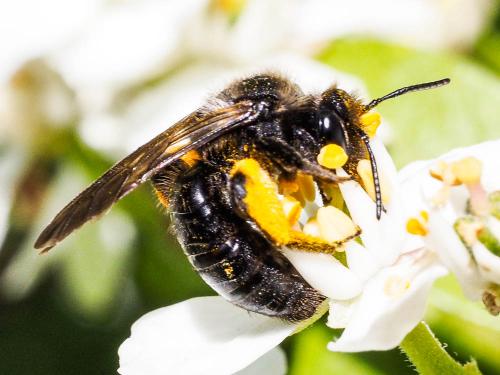 Réf. 160 850 : Andrena morio