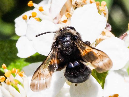 Réf. 160 848 : Andrena morio