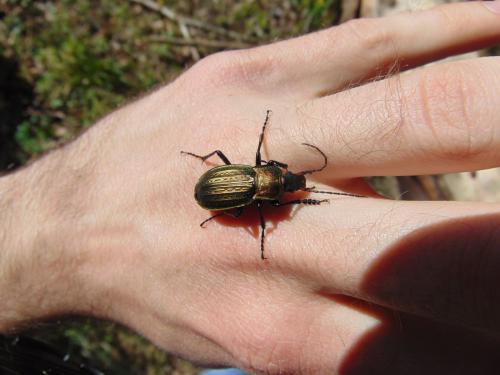 Carabus cancellatus