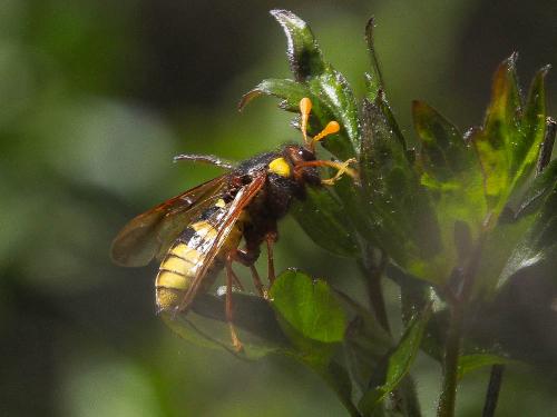 Cimbex quadrimaculatus