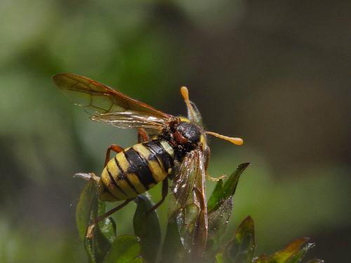 Cimbex quadrimaculatus