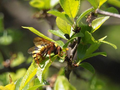 Cimbex quadrimaculatus