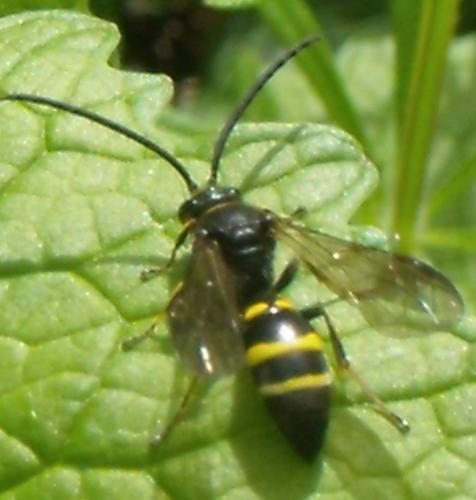 Réf. 160 872 : Argogorytes mystaceus