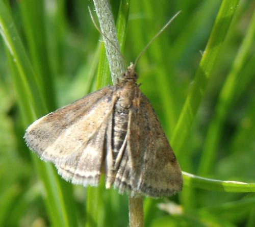 Réf. 160 841 : Pyrausta despicata