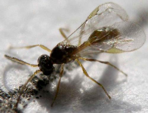 Diaeretiella rapae