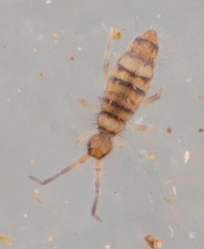 Entomobrya nigrocincta