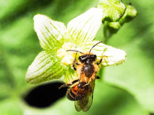 Andrena florea