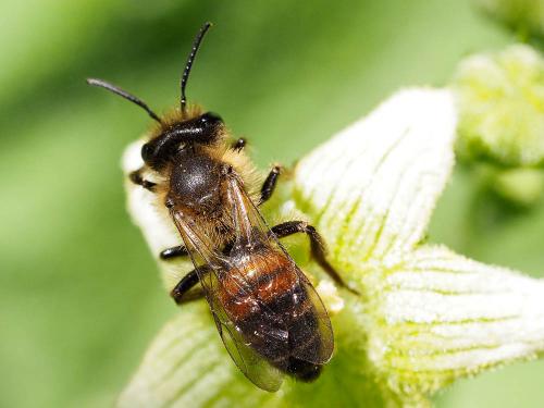 Andrena florea