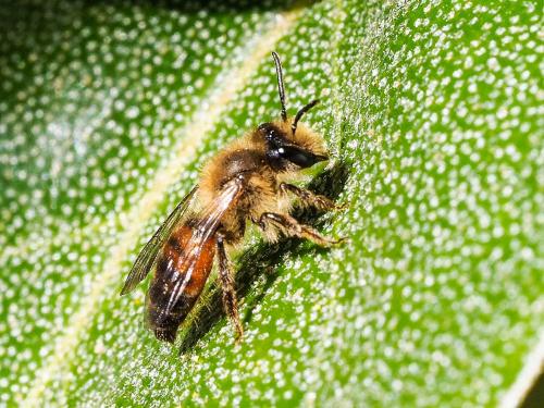 Andrena florea