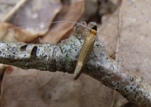 Nematopogon sp.