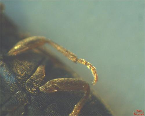 Agriotes sp.